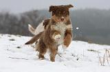 BERGER AUSTRALIEN PUPPIES 500